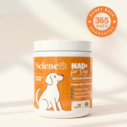 NAD+ Supplement