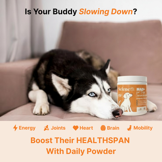 NAD+ Aging Supplement