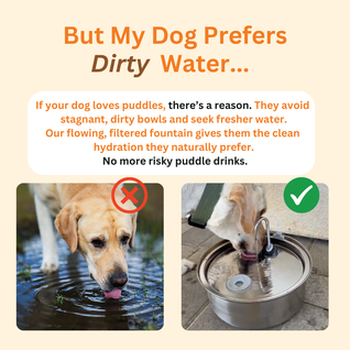 The Doggy Fountain™