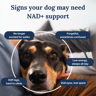 NAD+ Anti-Aging Precursor Powder