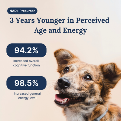 NAD+ Anti-Aging Precursor Powder