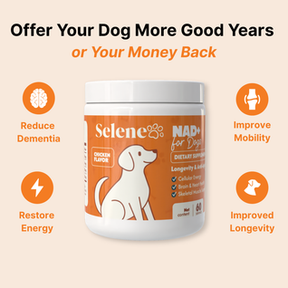 NAD+ Aging Supplement